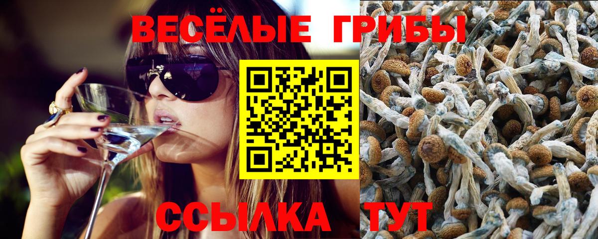 Псилоцибиновые грибы Psilocybe  Вход с VPN  Майский 